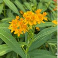 thumbnail image 2 of Set 2 Yellow Milkweed Plants Live for Planting, Milkweed Plants for Garden Outdoor 4 to 6 Inch Tall, 2 of 6