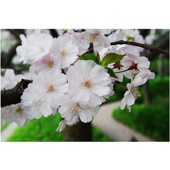 Trademark Art "Cherry Blossom" Canvas Art by Kurt Shaffer, 16x24