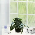 thumbnail image 4 of Pklyzj Clearance Simulation Alocasia Macrorrhizos Pot Home Living Room Decoration Pot Fresh Small Green Plant Fake Plants Grocery & Essentials, 4 of 6