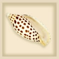 thumbnail image 2 of Anonymous 15x15 Gold Ornate Wood Framed with Double Matting Museum Art Print Titled - Leopard Shell, 2 of 4