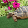 thumbnail image 4 of LITINKIMI Artificial Grass Turf Green Mat for Reptile Climbing Decor 1Pcs, 4 of 6