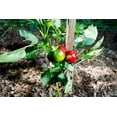 thumbnail image 4 of 50 Organic SHEEPNOSE PIMENTO PEPPER Sweet Red Pimiento Cheese Capsicum Annuum Seeds, 4 of 7