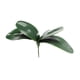 thumbnail image 1 of Simulación de Hojas de Phalaenopsis EVA Hojas de Orquídea Tallos de Cymbidium de Látex de Tacto Real de Hoja de Imitación para Arreglos Florales Decoración de Macetas ANGGREK Otros, 1 of 8