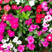 Vinca Flower Garden Seeds - Pacifica XP Series - Color Mix - 1000 Seeds - Annual Flower Gardening Seed Image 1 of 2