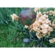 thumbnail image 4 of 2 de la lámpara de la colorida solar que cambia de la iluminación del jardín de la decoración del LED shamjiam Bola de luz LED para jardín al aire libre, 4 of 8