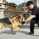 thumbnail image 5 of Juguete de mordedura de perro de cáñamo grueso Natural, juguete de entrenamiento para perros con 2 asas, 1 ud., 5 of 8