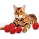 thumbnail image 4 of 30 Uds. Pelota de juguete para gatos, pelota de Color para gatos, pelota de juguete para gatos, pelota de juguete interactiva, 4 of 5