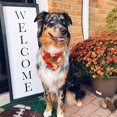 thumbnail image 2 of 2 Pack Fall Dog Bandanas Thanksgiving Bandanas for Cat Triangle Medium Large Dog Scarf Pets Bibs, 2 of 6