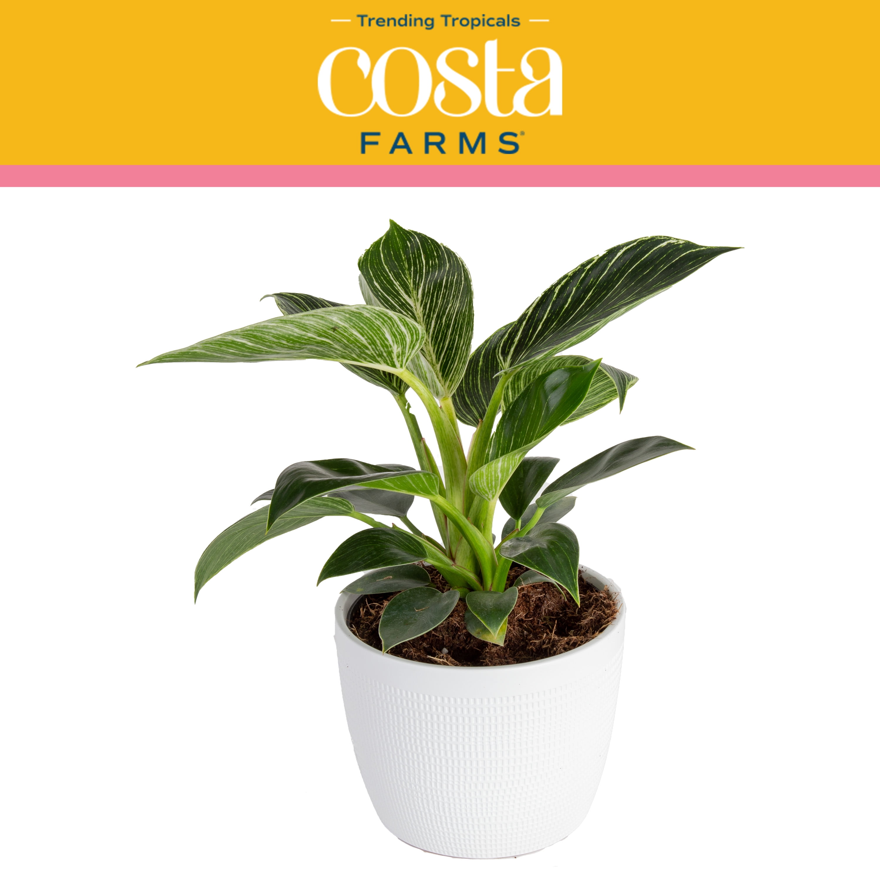 Costa Farms Trending Tropicals Live Indoor 15in Tall Green Xanthosoma Bright Indirect
