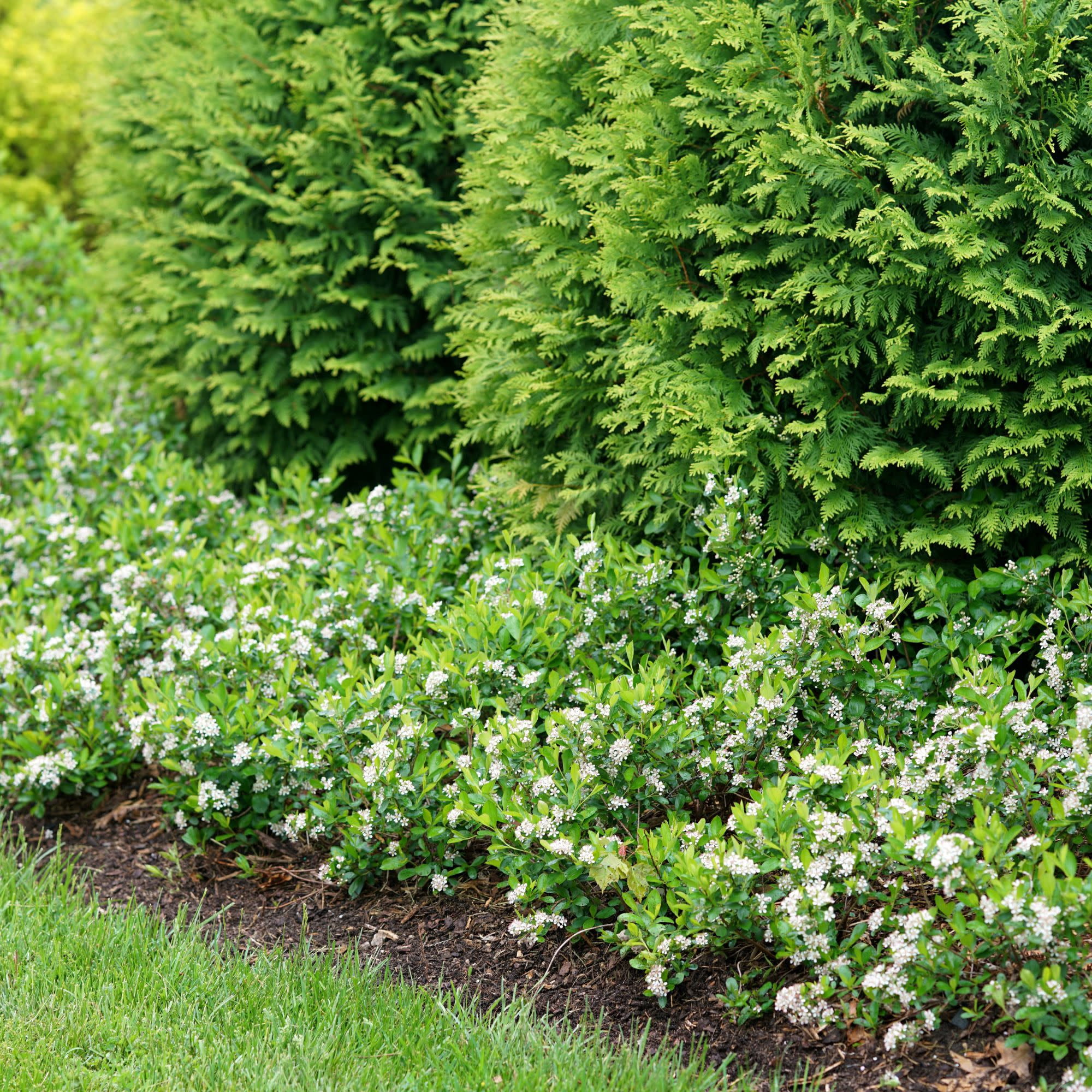 Proven Winners ColorChoice 5" White Ground Hug Aronia Live Plant in 4.5" Pot (4 Count)