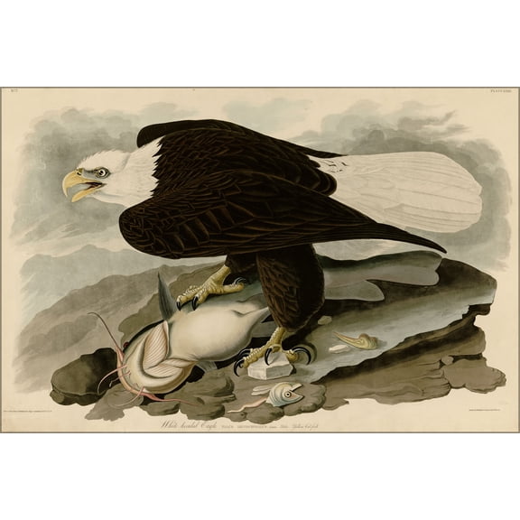 24"x36" Gallery Poster, Plate 31 of Birds of America by John James Audubon depicting White-headed Eagle 1827-1838