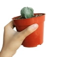 thumbnail image 4 of Rare Astrophytum Myriostigma Bishop's Cap Cactus, Unique Succulent Gift Ideas - 4 inch with Clay Pot, 4 of 4
