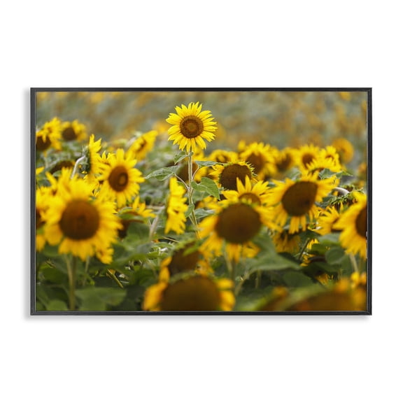Central Sunflower in Meadow Black Framed Giclee Art, design by Andy Crawford
