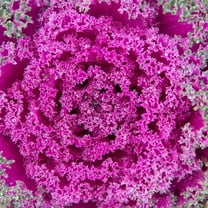 Kamome Series Flowering Kale Garden Seeds - Red - 1000 Seeds - Non-GMO Vegetable Gardening Seed - Brassica Oleracea
