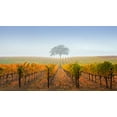 thumbnail image 2 of Mao, Dianne 24x15 White Modern Wood Framed Museum Art Print Titled - A Tree In A Vineyard, 2 of 4