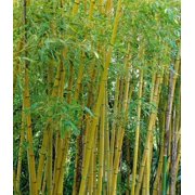 25 Aurea Bamboo Seeds
