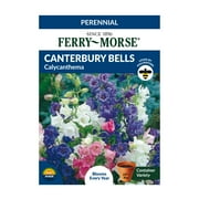 Ferry-Morse 12MG Canterbury Bells Calycanthema Flower Seeds Packet