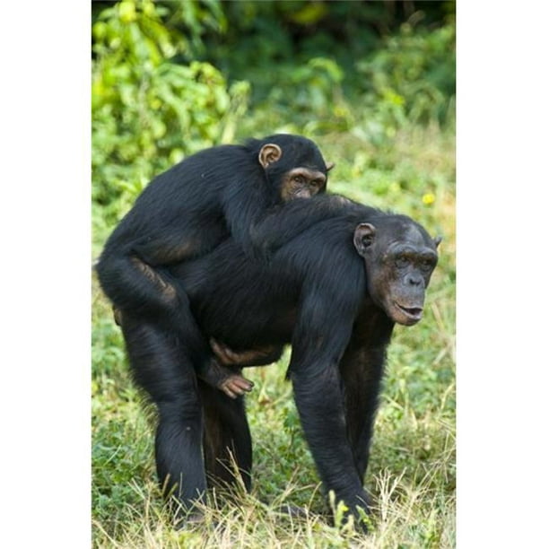 Femme Chimpanzé - Pan troglodytes Portant Son Jeune sur le Dos Parc National Kibale Affiche Uganda Impression par - 16 x 24
