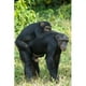 Femme Chimpanzé - Pan troglodytes Portant Son Jeune sur le Dos Parc National Kibale Affiche Uganda Impression par - 16 x 24 – image 1 sur 1
