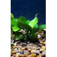thumbnail image 2 of Anubias Barteri Live Aquarium Plants BUY 2 GET 1 FREE, 2 of 12