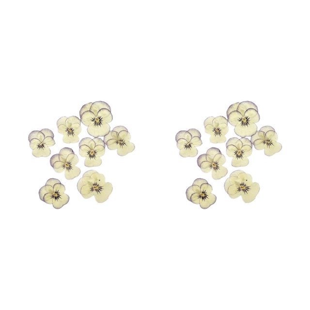 Toystoory 12 Pieces Dried Flower Crafts Simple Prop Cosmetic DIY Craft Exquisite Pressed Make Flowers Accessories Style Decor Type3 NO3
