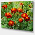 thumbnail image 2 of Fleurs de Souci Rouges en Fleurs - Impression sur Toile, 2 of 3