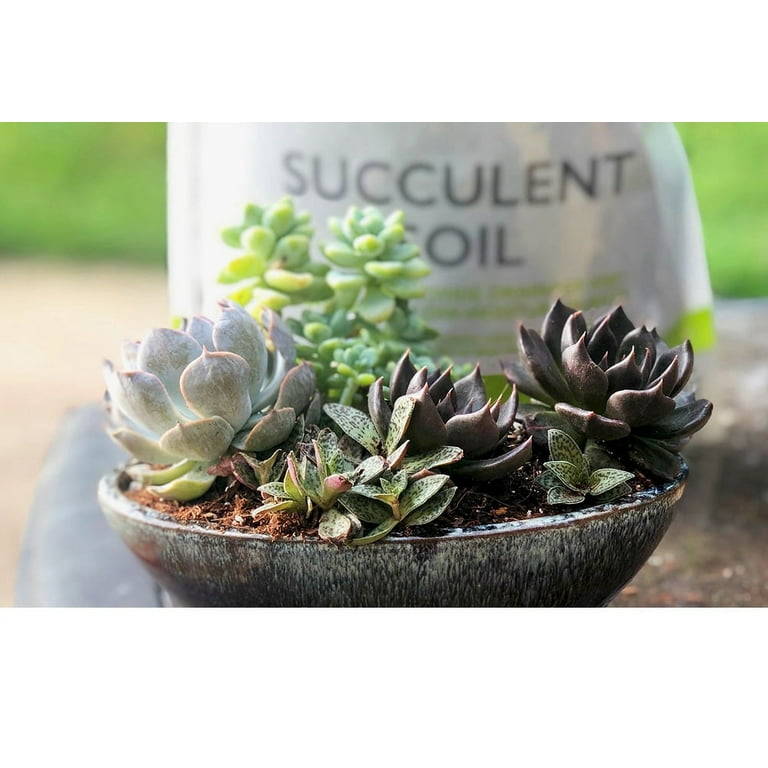 Perfect Plants Succulent & Cactus Soil Mix - 1 Quart