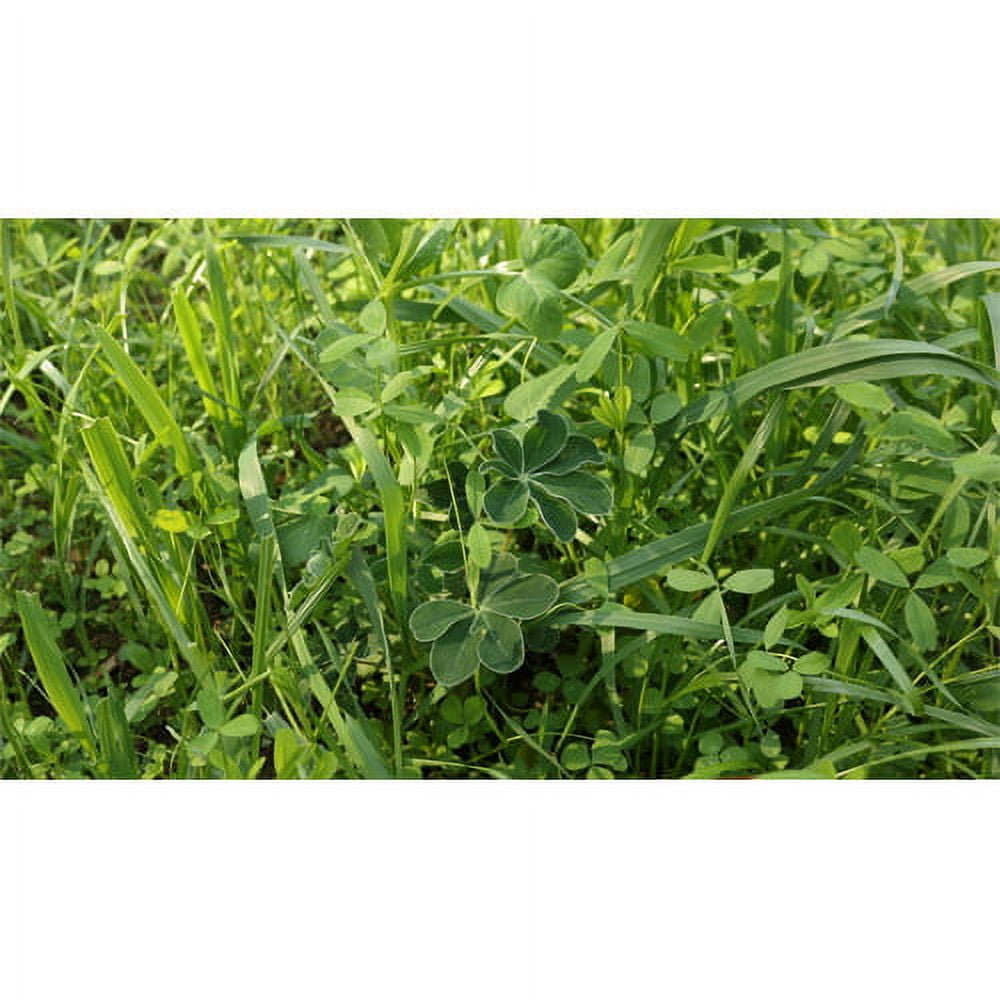 Whitetail Institute Imperial Destination Food Plot Seed 9 lb