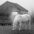 thumbnail image 2 of Robinson, Carol 15x15 Black Ornate Wood Framed with Double Matting Museum Art Print Titled - Misty Pasture, 2 of 4