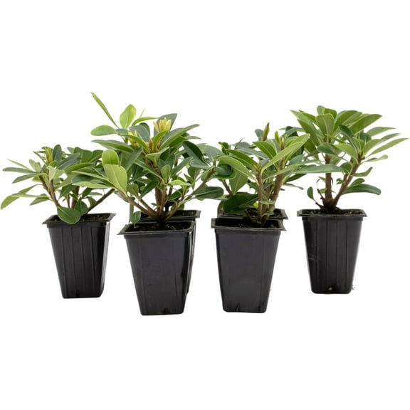 6 Wheeler’s Dwarf Shrubs | Live Plants in 2.5-inch Nursery Cubes | Pittosporum Tobira Variety | Hardy Drought-Tolerant Evergreen | Compact Hedges and Bushes for Home and Garden Landscaping