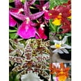 thumbnail image 6 of 5 Live Orchid Plants (Cattleya, Oncidium, Dendrobium, Vanda, and Phalaenopsis ), 6 of 7