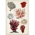 thumbnail image 4 of Naomi McCavitt 13x18 Black Modern Wood Framed Wall Art Titled - Antique Coral Study I, 4 of 6