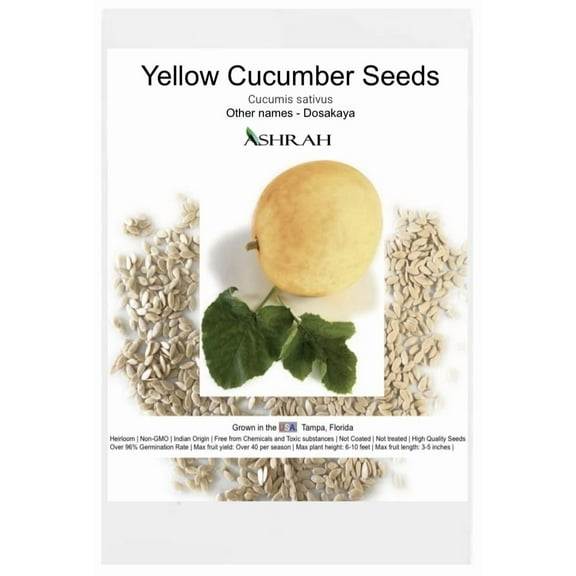 Indian Yellow Cucumber seeds-20 Count. Dosakaya