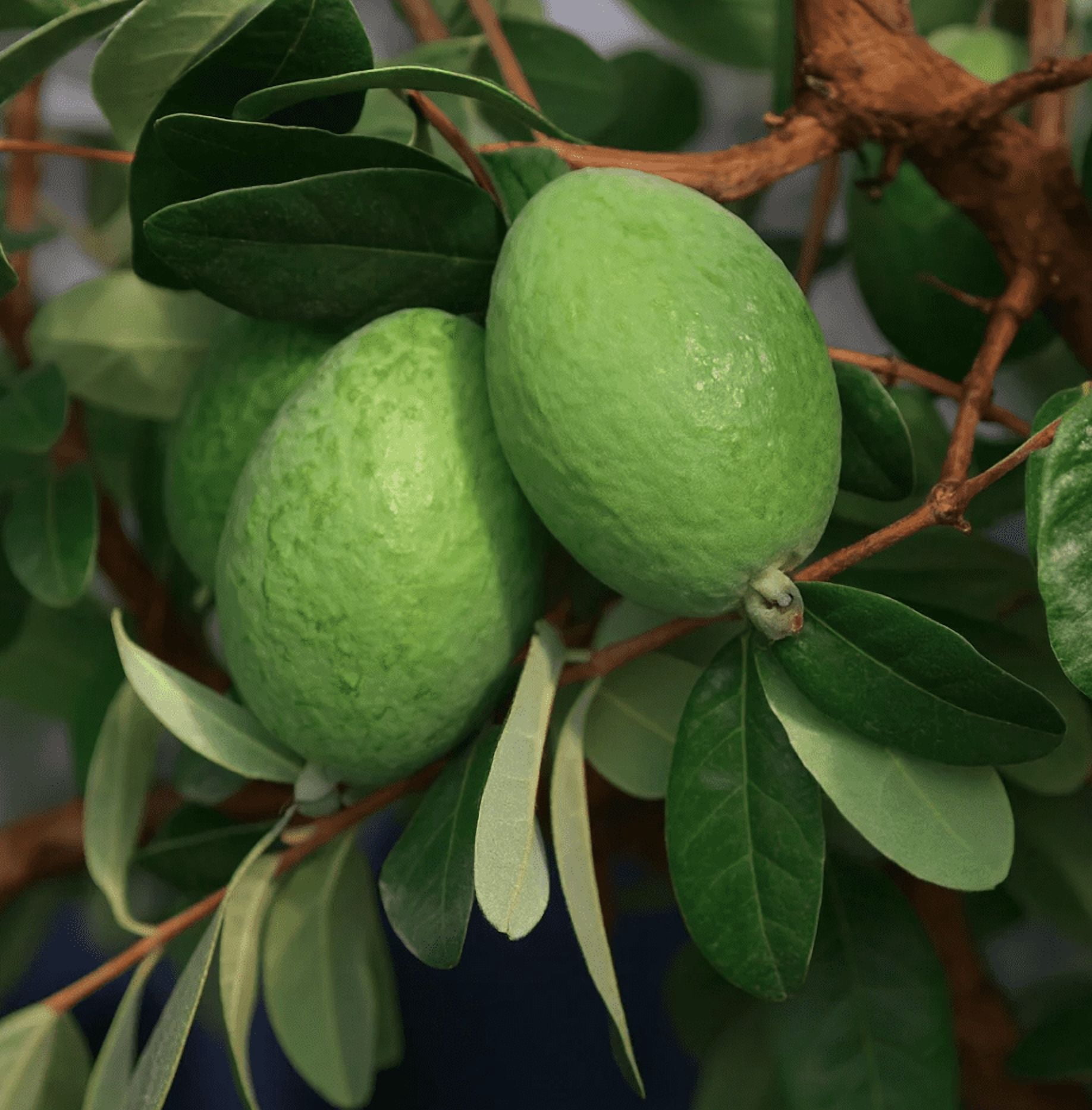 Guava Tree Live Plant for Planting, Pineapple Guava Plant Live 4 to 6 Inc Tall, Tropical Guava Fruit Tree for Planting Indoor Outdoor Garden