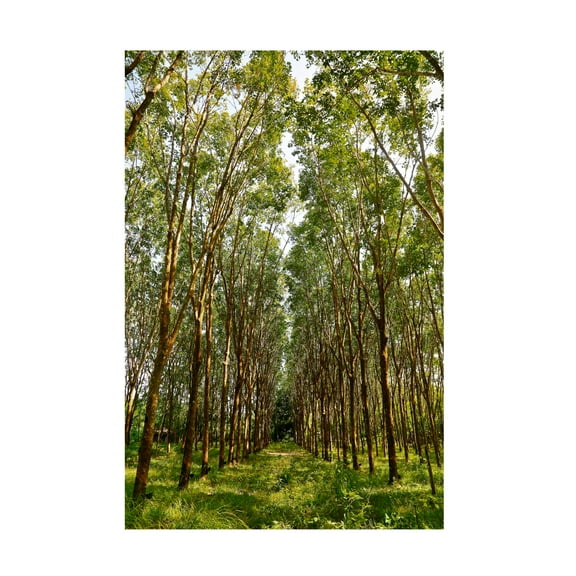 Susan Vizvary Photography 'Through The Trees In Color' Canvas Art