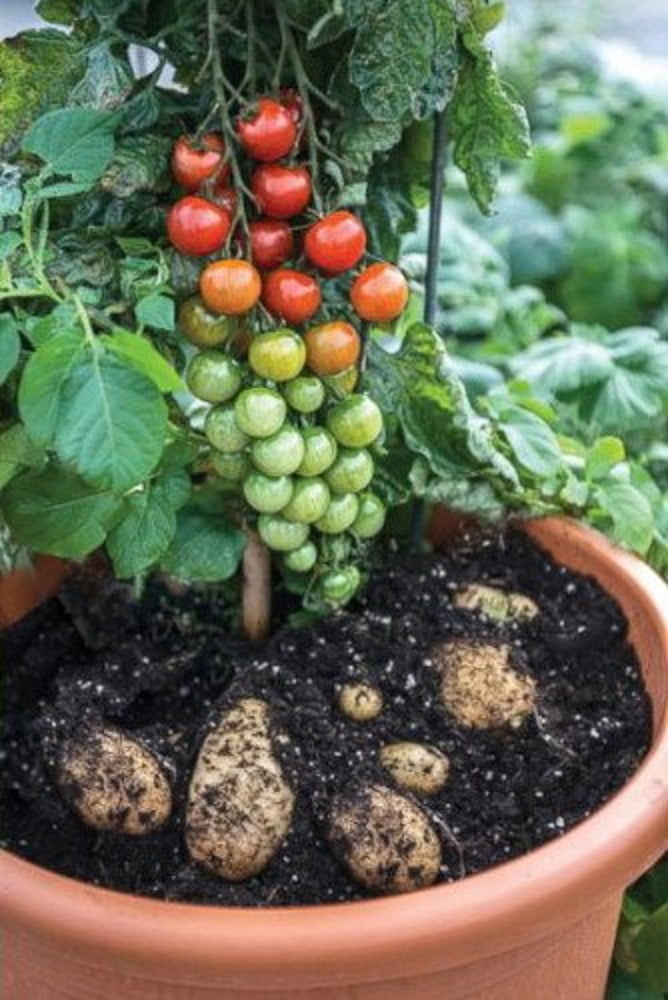 Amazing Pomato/Tomtato Plant - Tomatoes on Top/Potatoes Below - 4" Pot