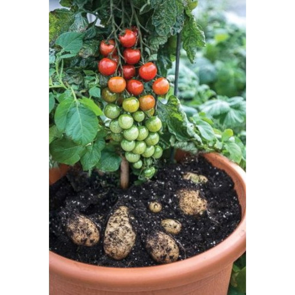 Amazing Pomato/Tomtato Plant Tomatoes on Top/Potatoes