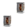thumbnail image 4 of Bewildely Espécimen de insecto Real resistente y duradero con Ideas transparentes, no tóxicas, adorno pequeño, grillo topo grillo topo 2Conjunto, 4 of 6