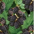 thumbnail image 2 of PLANT NOOK Triple Crown Thornless BlackBerry (Rubus) Live Plant Starter Plug 2-Pack | Large Sweet Berries, Heavy Yields | Semi-Erect Bramble for Trellis, Patio Pots & Garden Rows, 2 of 6