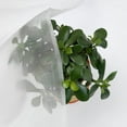 thumbnail image 2 of White Insect Garden Barrier Netting Plant Cover, Mosquito Netting Bug Bird Net Barrier, Garden Mesh Netting Screen for Plant Fruits Flower - 10ft x 20ft, 2 of 6
