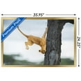 thumbnail image 3 of The Comedy Wildlife Photography Awards: Jennifer Hadley - Not So Cat Like Wall Poster, 22.375" x 34" Framed, 3 of 5