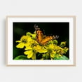 thumbnail image 2 of American Lady Butterfly - Virginia Photography Flowers Nature Floral Botanical Unframed Wall Art Print 24 x 36 inches, 2 of 7