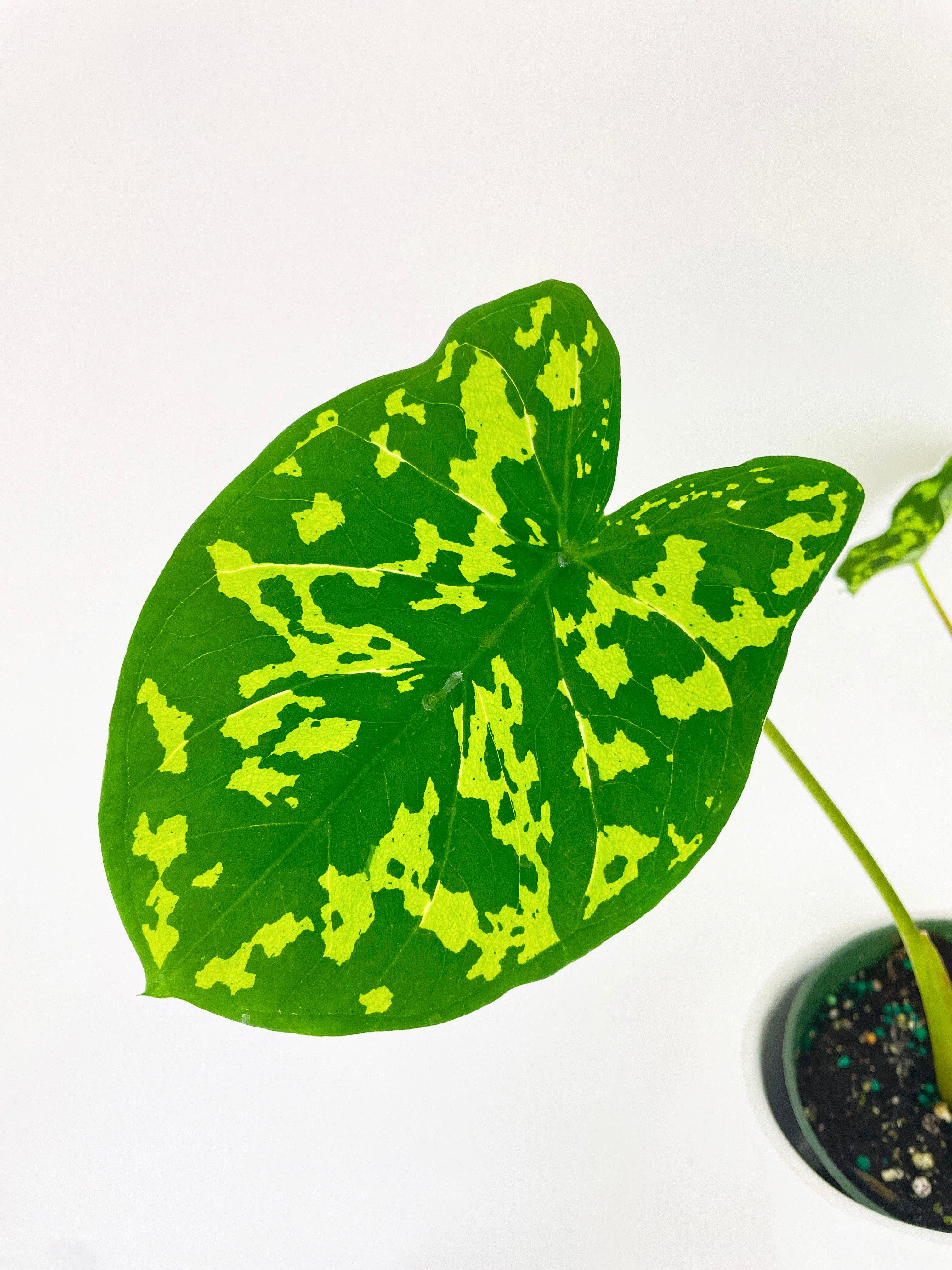 Caladium Hilo Beauty - Live Air-Purifying Indoor Plant in Nursery Pot – Easy Care, Low Maintenance Houseplant for Home & Office Decor, Natural Air Cleaner, Best for Beginners (4"Pot)