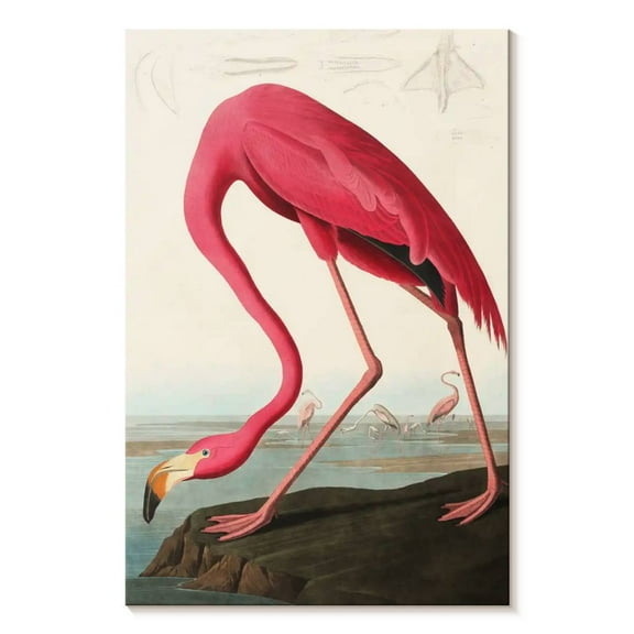 Elephant Stock American Flamingo Wall Art - Vertical Canvas Wall Art - Living Room Wall Decor - Animal Canvas - Beige And Brown Decor By John James Audubon - 8" x 12"