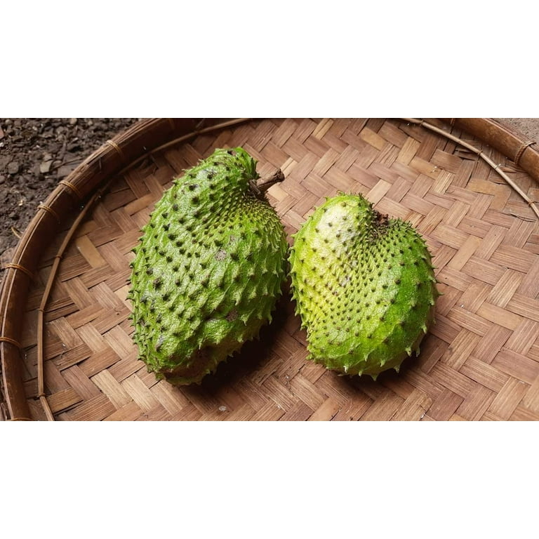 Soursop Fruit Tree Seeds for Planting - 5 Seeds - Annona muricata - Great for Bonsai or Patio Plant