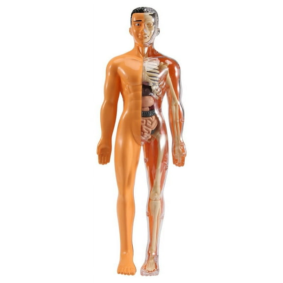 3D Human Body Anatomy Model Plastic DIY Skeleton Science Aids Toys