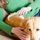 thumbnail image 4 of Cepillo de aseo para perros y gatos Herramienta suave para eliminar el pelo Uso en interiores Peine de plástico para mascotas para eliminar el pelo, 4 of 4