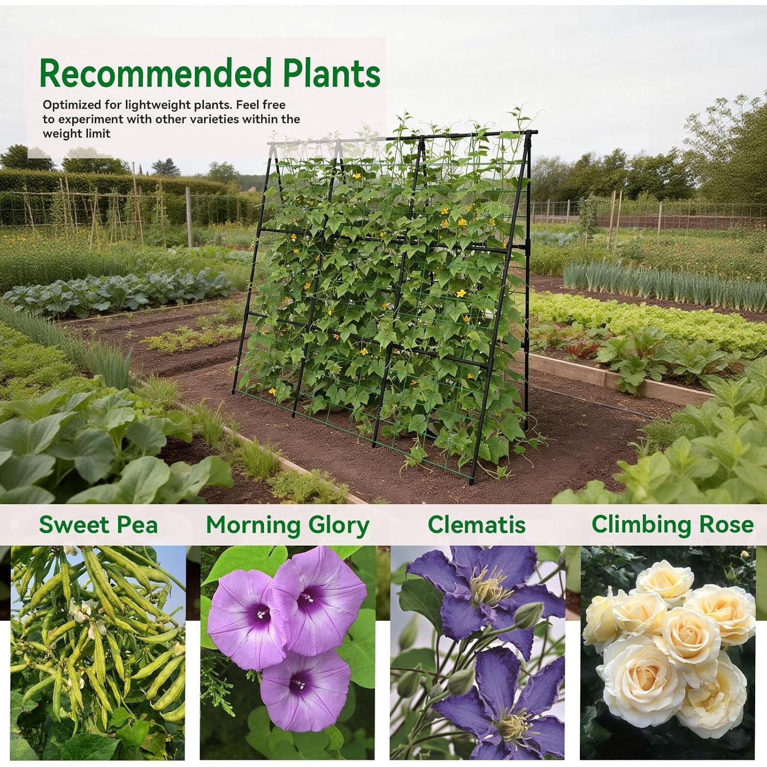 Cucumber Trellis -Metal Garden Trellis for Climbing Plants, Garden Trellis with Plastic-Coated Steel Pipe, A Frame Trellis for Cucumbers, Peas, Morning Glories