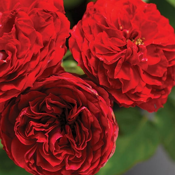 Heirloom Roses Red Rose Bush - Veranda® Roxanne Floribunda Roses - Own Root Flowers