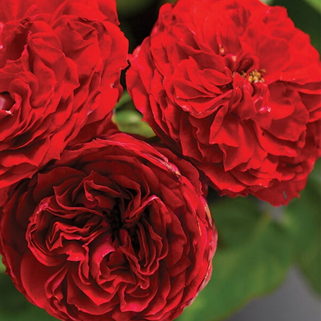Heirloom Roses Red Rose Bush Veranda® Roxanne Floribunda Roses Own Root Flowers